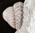 Wide, Enrolled Flexicalymene Trilobite - Ohio #61031-2